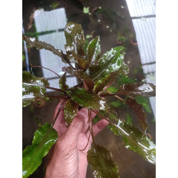 criptocoryne tropica wabikusa