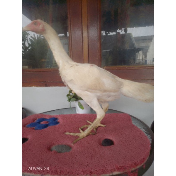 Vitamin Ayam Vita Chicks Menjaga Kesehatan Ayam Bonus Ayam Betina Trah Plucker