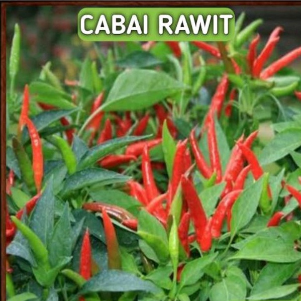 100biji BENIH CABAI RAWIT HIJAU