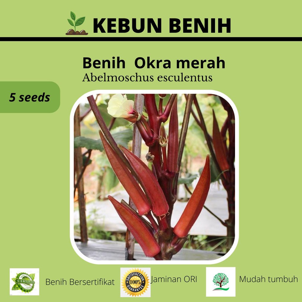 5 Benih Tanaman Okra Merah Kualitas Unggul