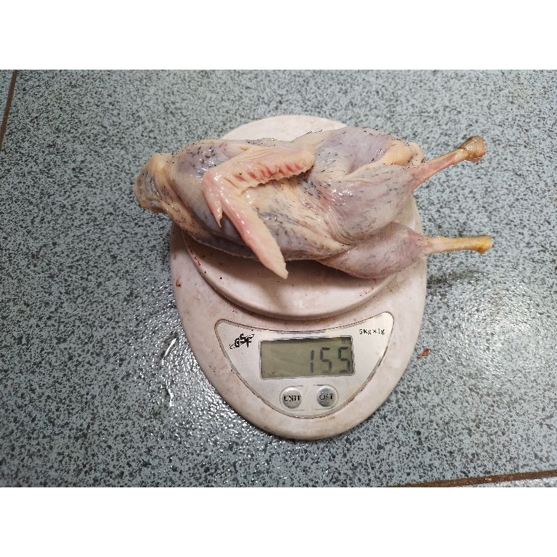 

daging burung ruak ruak