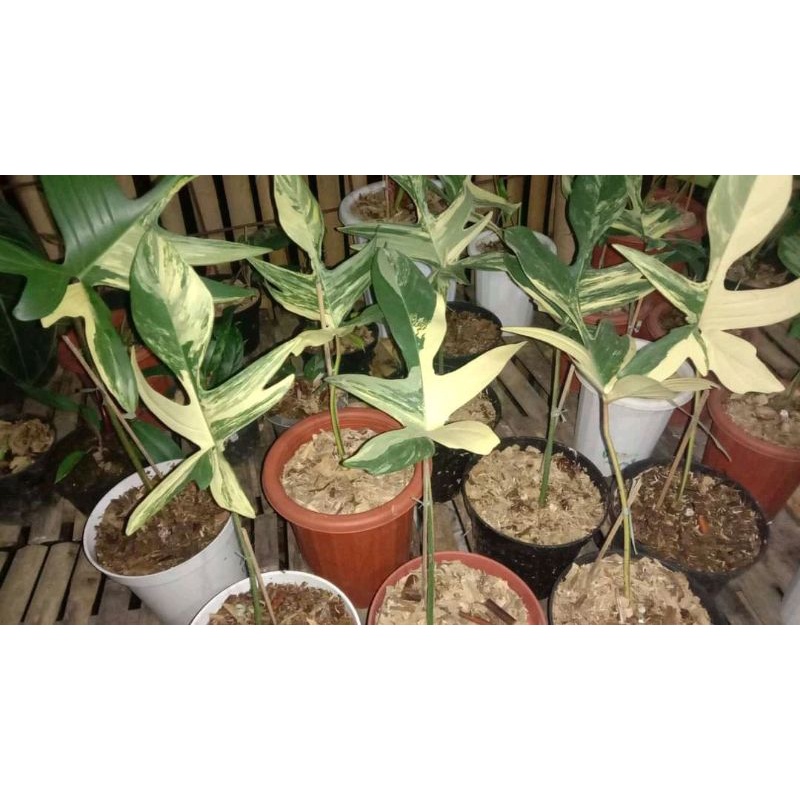 tanaman hias flobe | philodendron florida beauty variegated | 1-2 daun