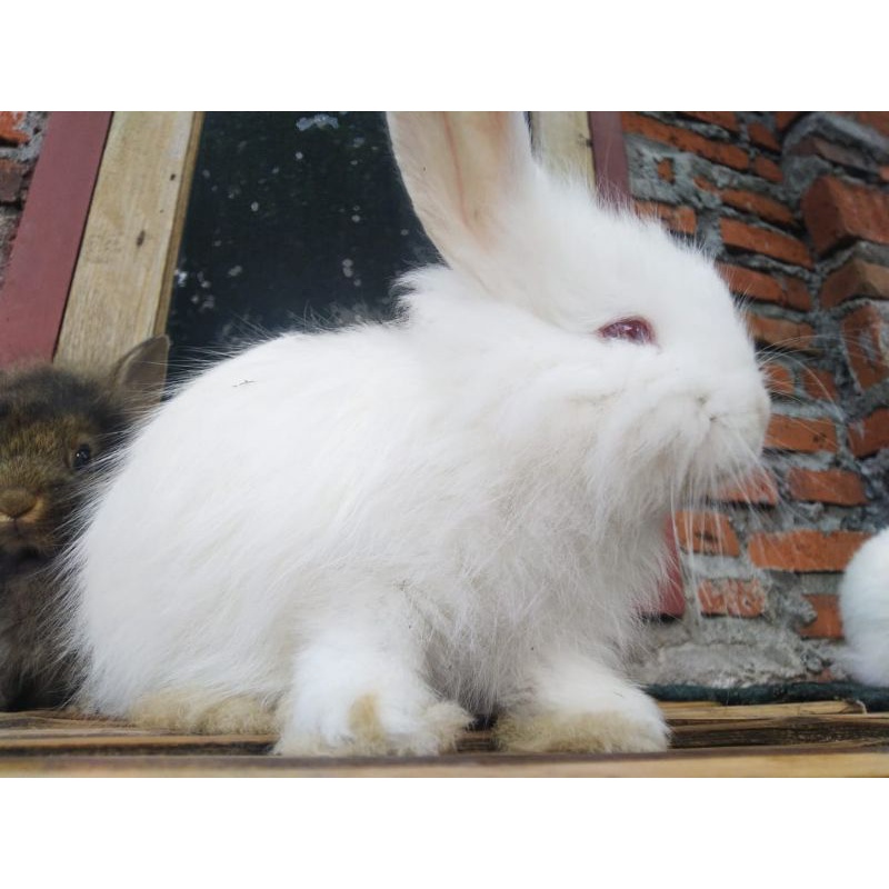 Rabbit/kelinci anggora