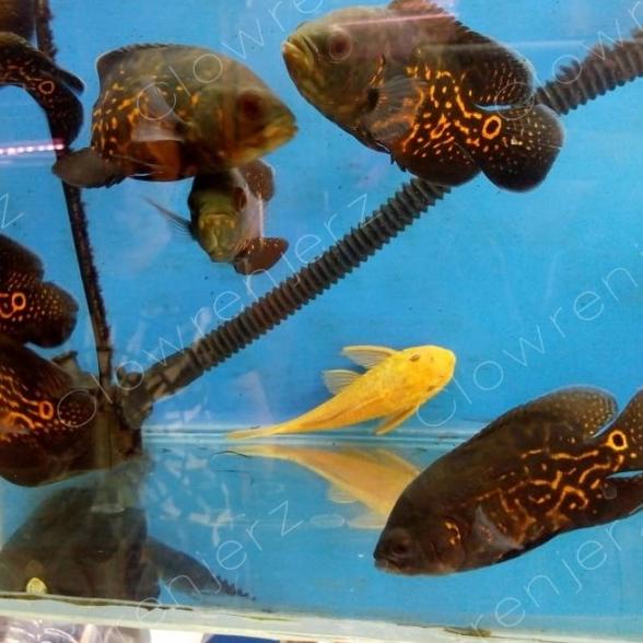 ikan oscar tiger batik black