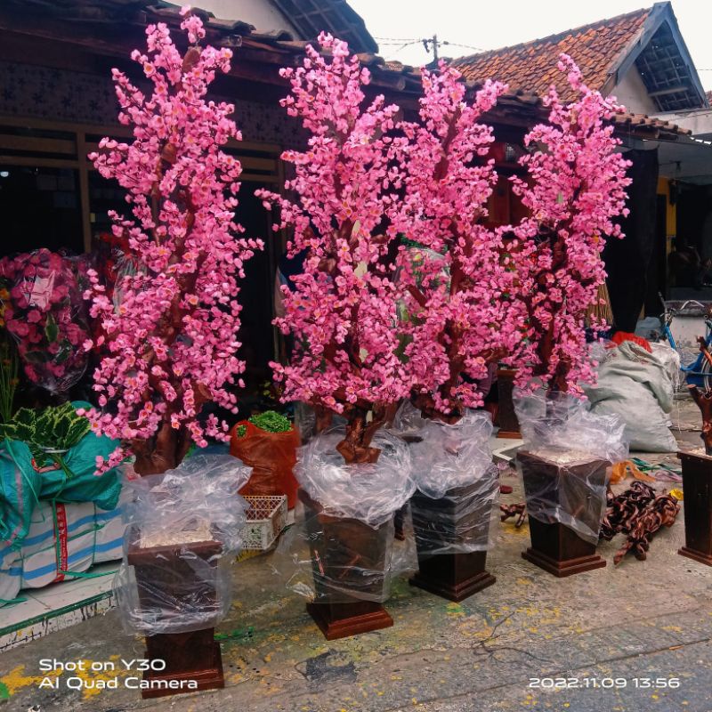 TINGGI 210CM POHON BONSAI BUNGA SAKURA JUMBO 2METER / POHON BONSAI SAKURA SUPER RIMBUN // BUNGA HIAS