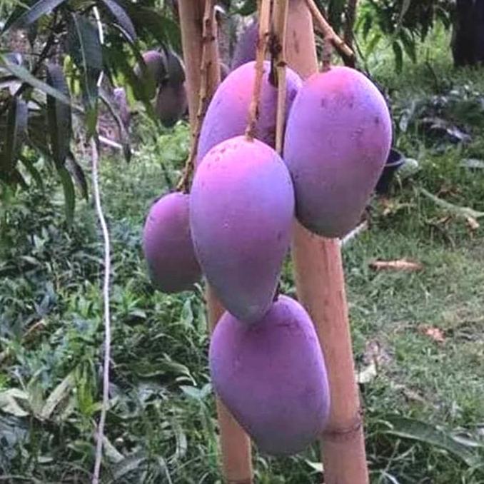 Pohon mangga irwin uk 1meter cepat berbuah