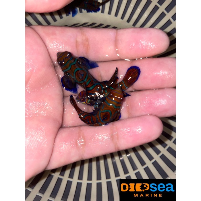 Bahasa Ikan Hias Laut Mandarin Asli Mandarin Dragonfish