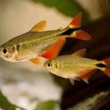 ikan hias buenos airnes hijau ikan hias aquascape ikan hias air tawar ikan hias aquarium ikan hias b