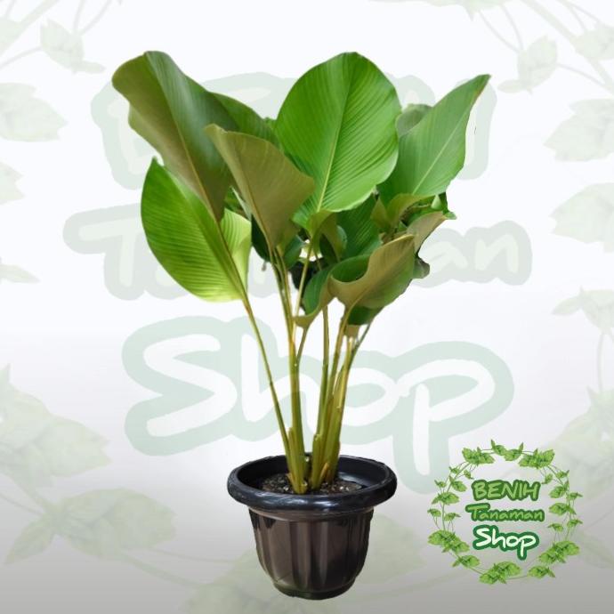 Tanaman Hias Calathea Lutea - Calathea Pisang Pisangan Kipas EE22
