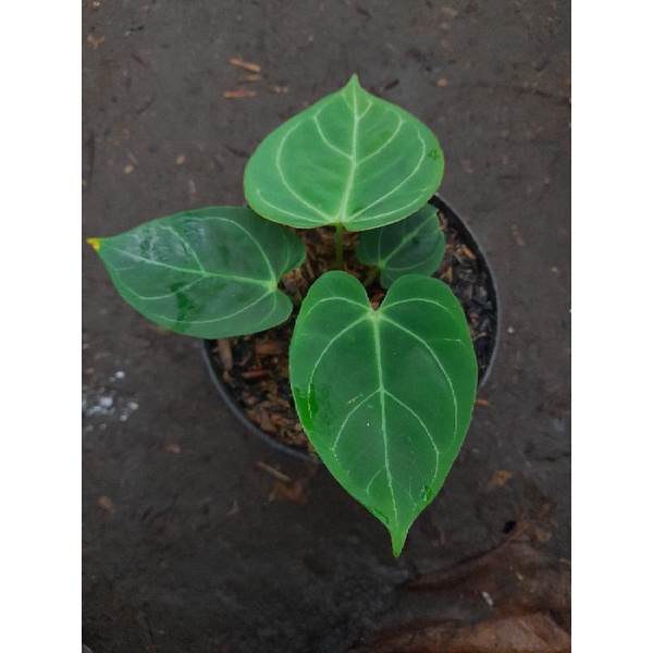 anthurium regale greg