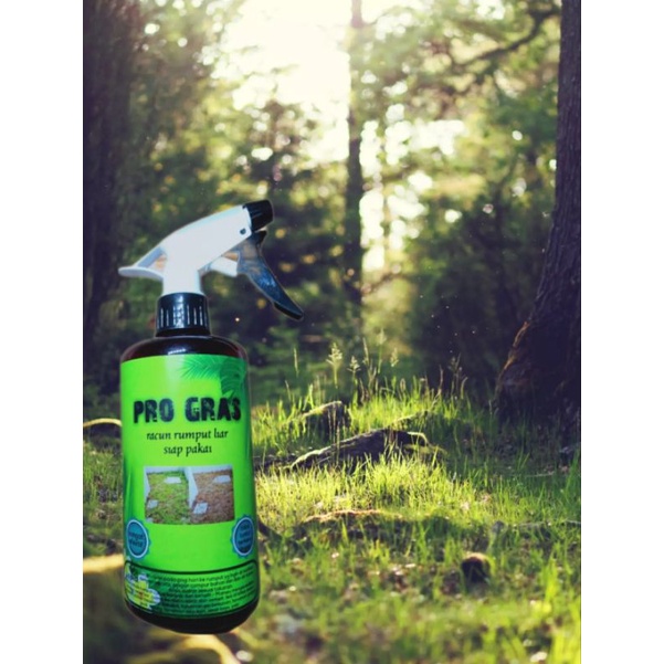 RACUN RUMPUT LIAR SANGAT AMPUH RUMPUT LANGSUNG MATI