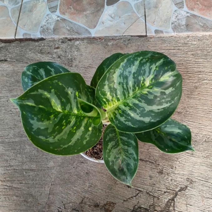 aglonema green cobra