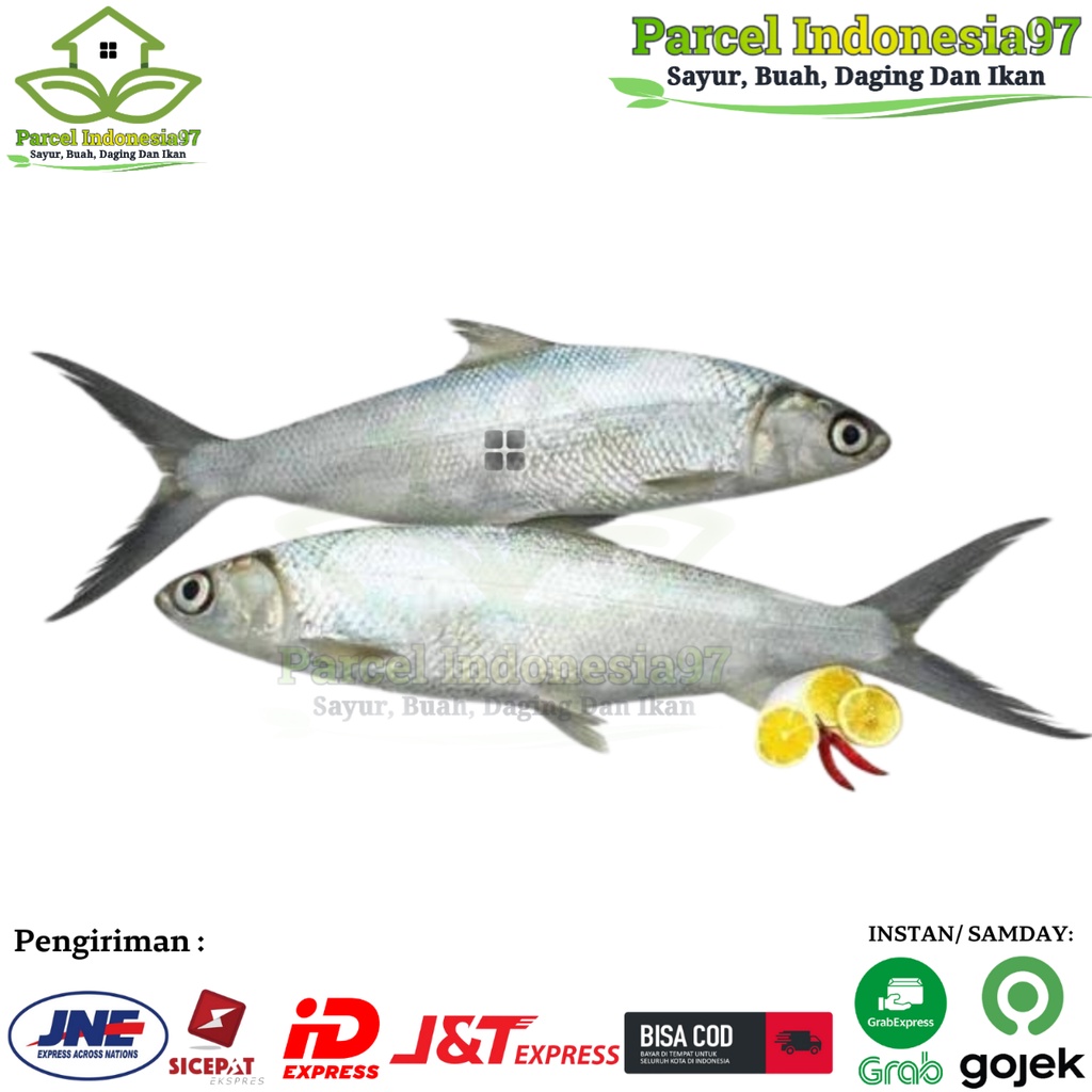 

Ikan bandeng tambak segar / pasar hemat induk