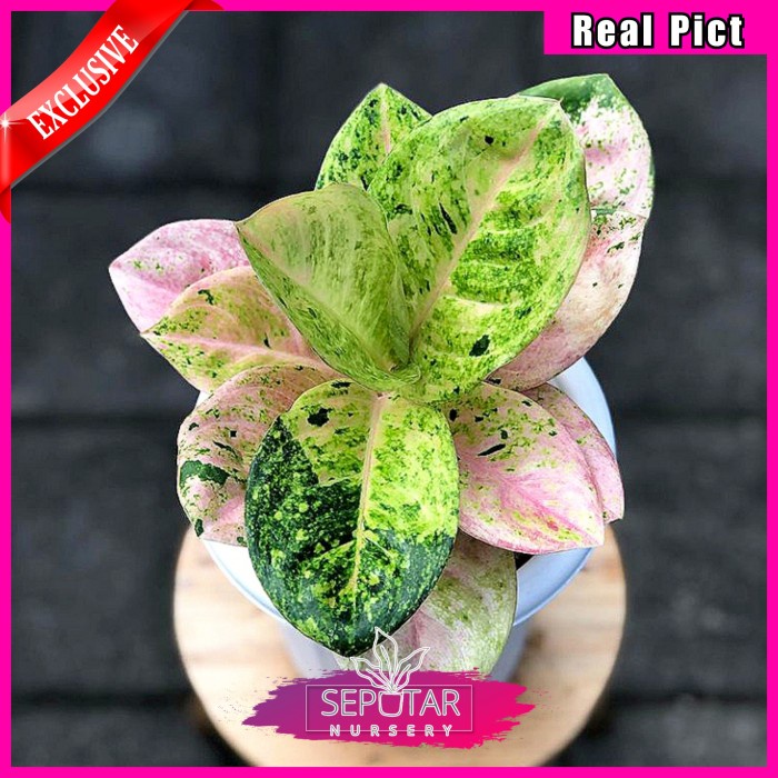 (BISA COD) aglonema emerald mutasi - tanaman hias aglonema emerald mutasi