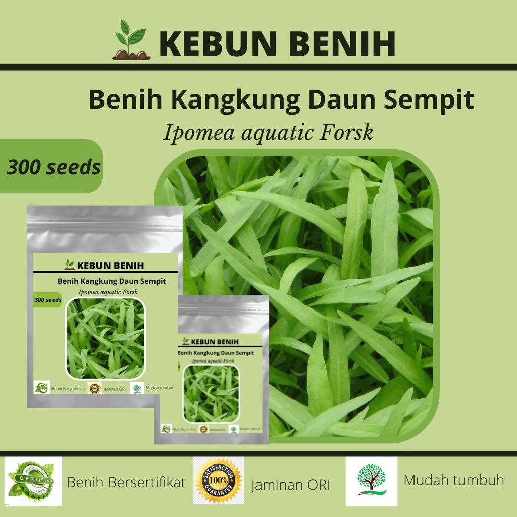 300 Benih Kangkung Daun Sempit LARIS Adaptasi Tinggi Kualitas Unggul