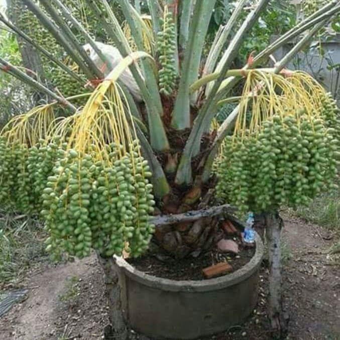 Bibit pohon Buah kurma Tropis BARHEE valid
