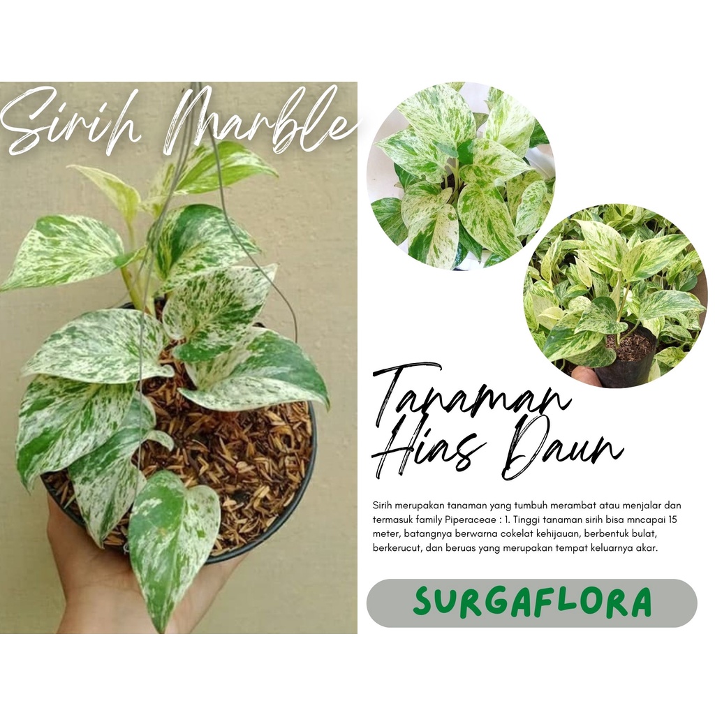 Tanaman Hias Sirih marble - Sirih Belanda