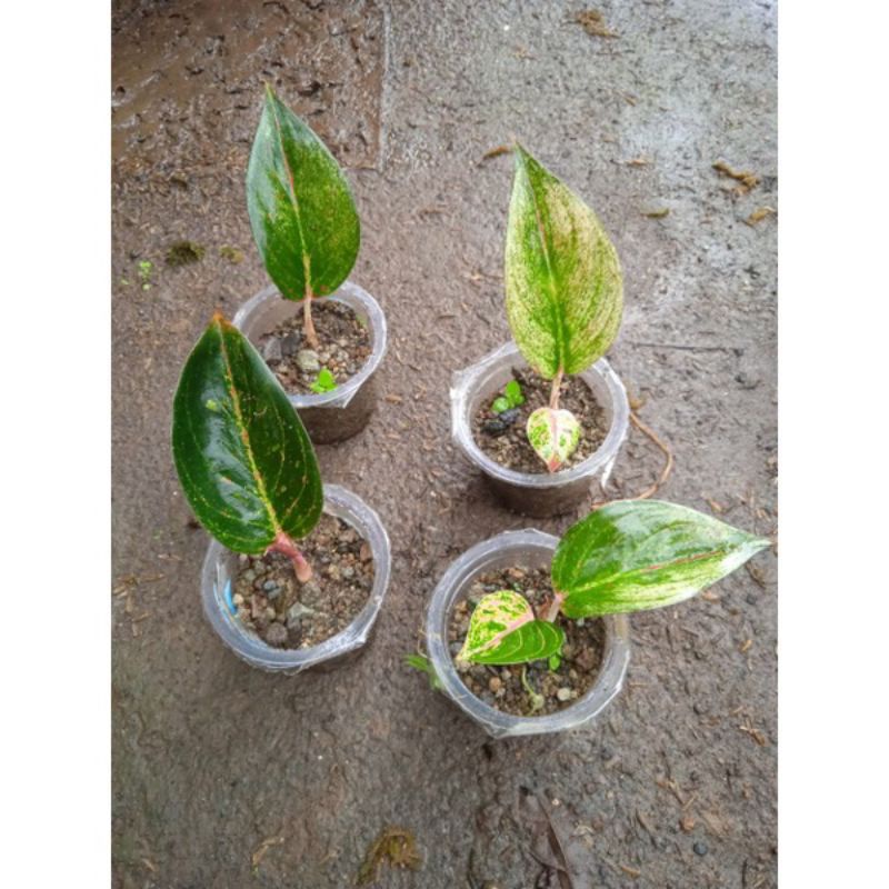 promo tanaman aglonema Adelia anakan baby