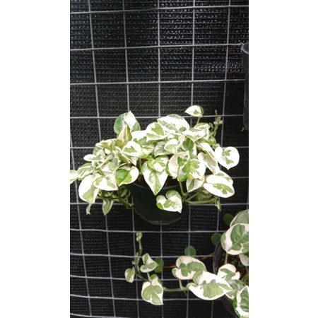 Tanaman hidup manjula rimbun