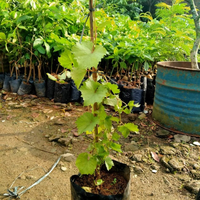 bibit tanaman anggur hijau pohon anggur hijau FF11