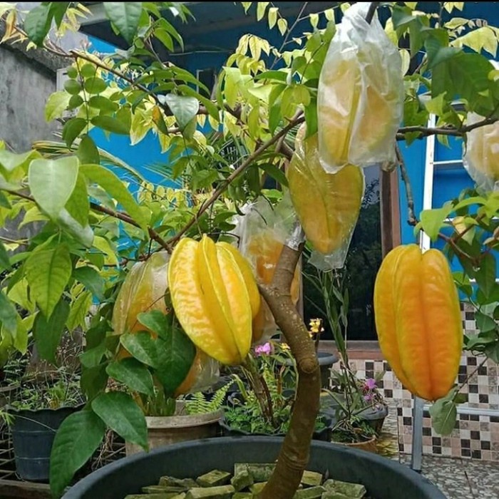 BIBIT TANAMAN BUAH BELIMBING MADU GG22