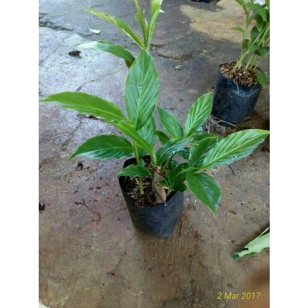 

BIBIT HONJE KECOMRANG KECOMBRANG COD