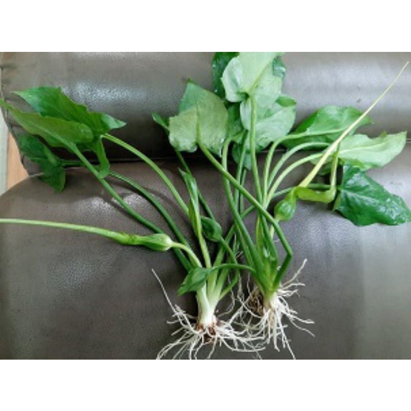 Daun Keladi Tikus 25 bibit tanaman keladi tikus asli / daun tanaman keladi tikus asli / tanaman daun