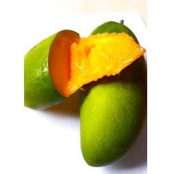 

mangga kiojay/ mangga thailand