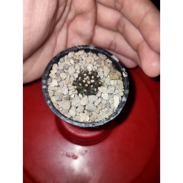 Kaktus Gymnocalycium-Gymno Trex/T-Rex