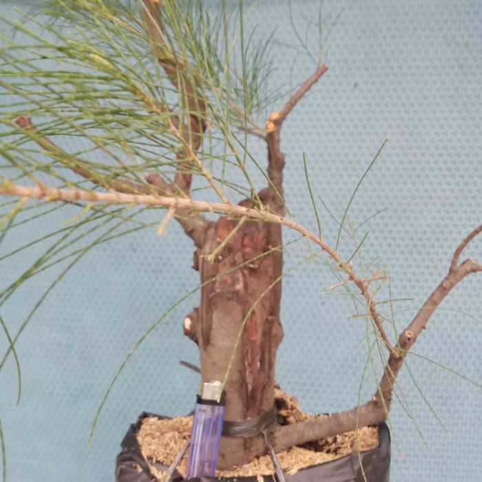 Tanaman Hias Bonsai Cemara Udang Cangkok Bogel