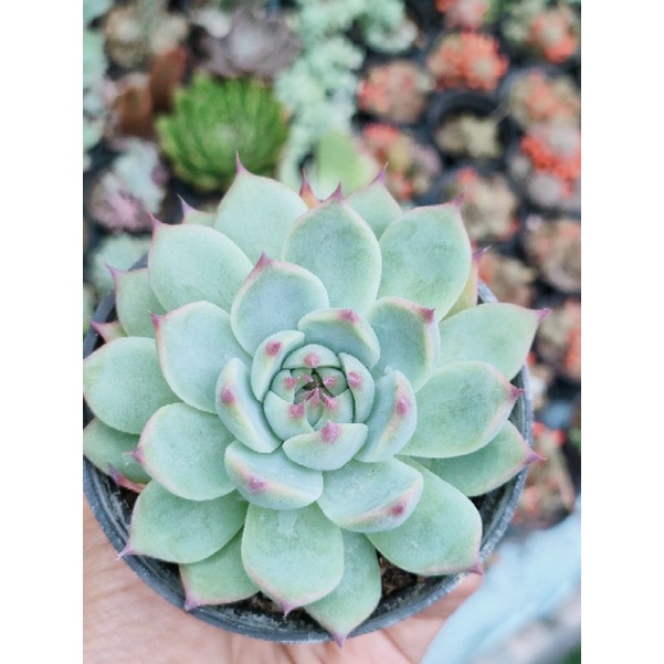 Sukulen echeveria