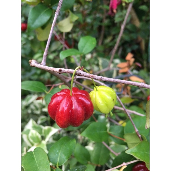 Bibit Dewandaru Bonsai Dewandaru Semai Biji Tanaman Dewan Daru Ori