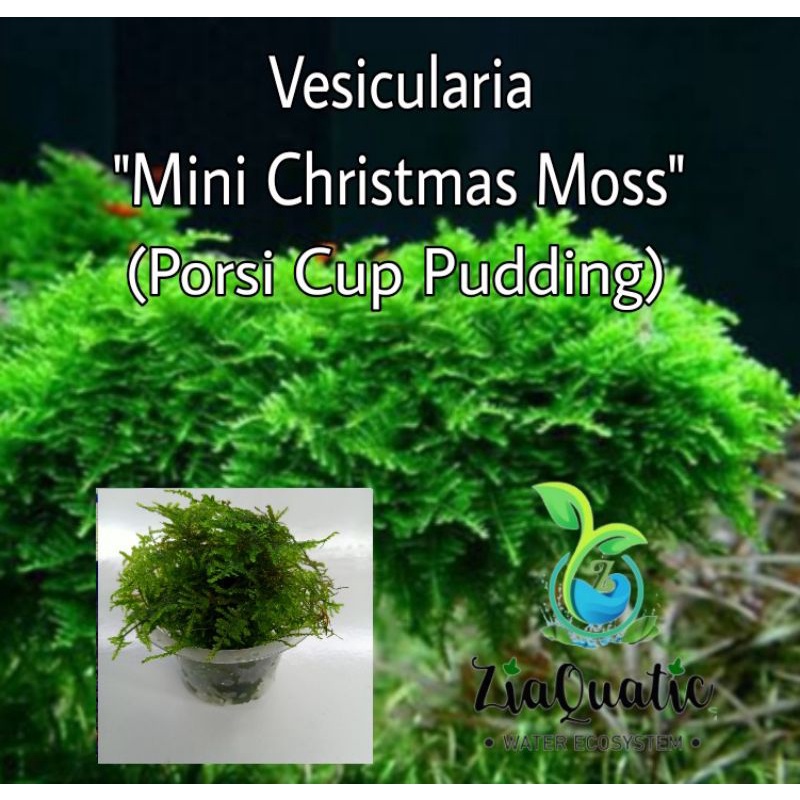 Tanaman Aquascape/Lumut Aquascape Minicrismest moss Porsi Cup Pudding