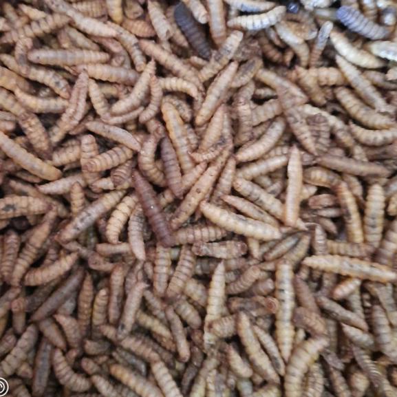 maggot bsf kering 1kg / manggot oven / manggot bsf