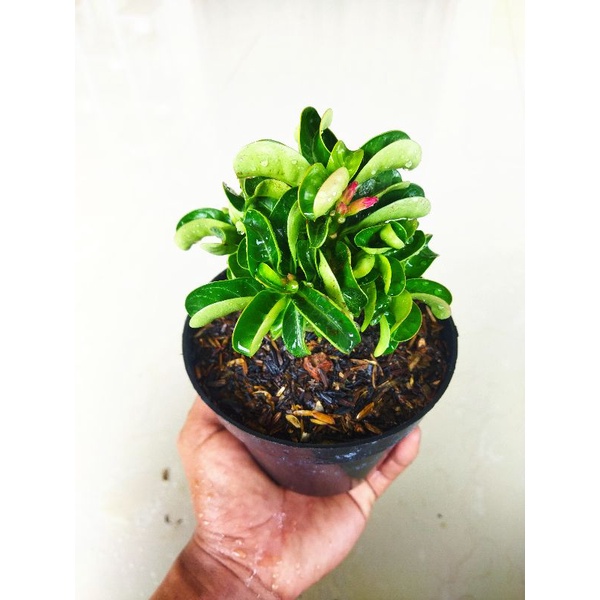 Adenium DHA Thai × Medusa