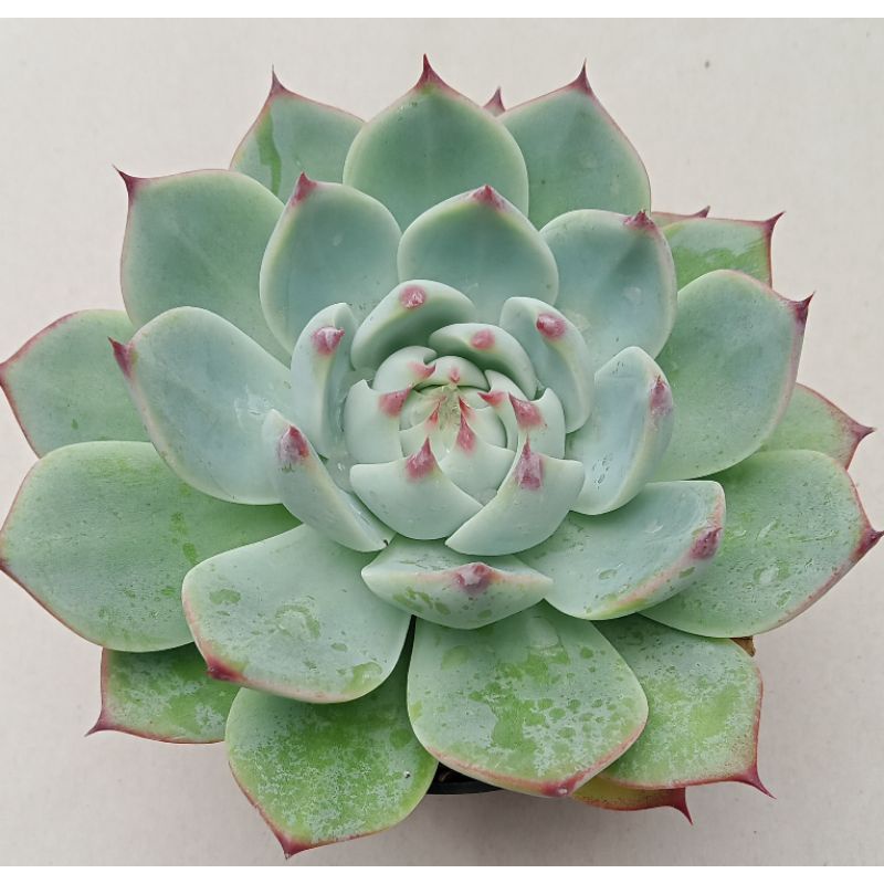 seculen echeveria Chihuahua jumbo