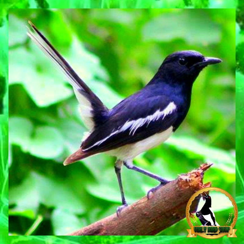 Burung Kacer Bahan Jantan Semipur