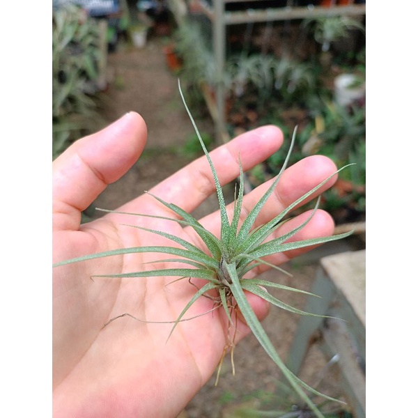 tillandsia strepto x concolor size s