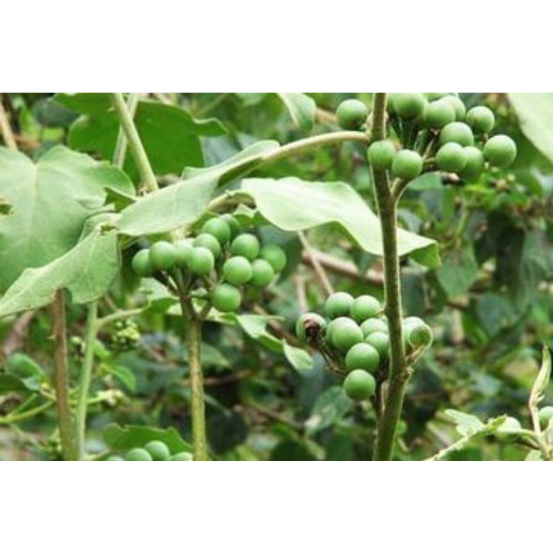 Bibit terong cepokak | Takokak | terong pipit siap tanam