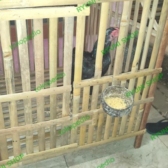 kandang bambu ayam bangkok - V.1