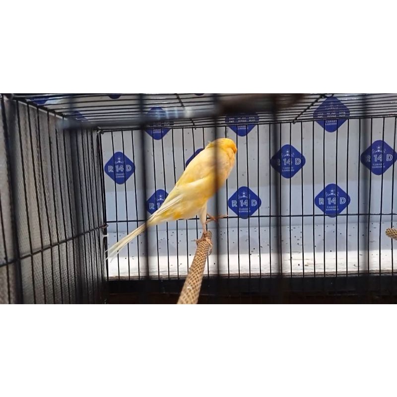 KENARI YORKSHIRE BETINA (03)