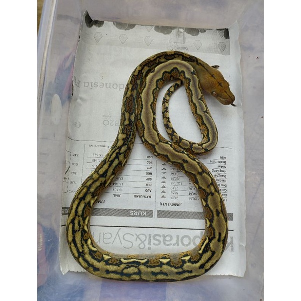 Retic Normal CB