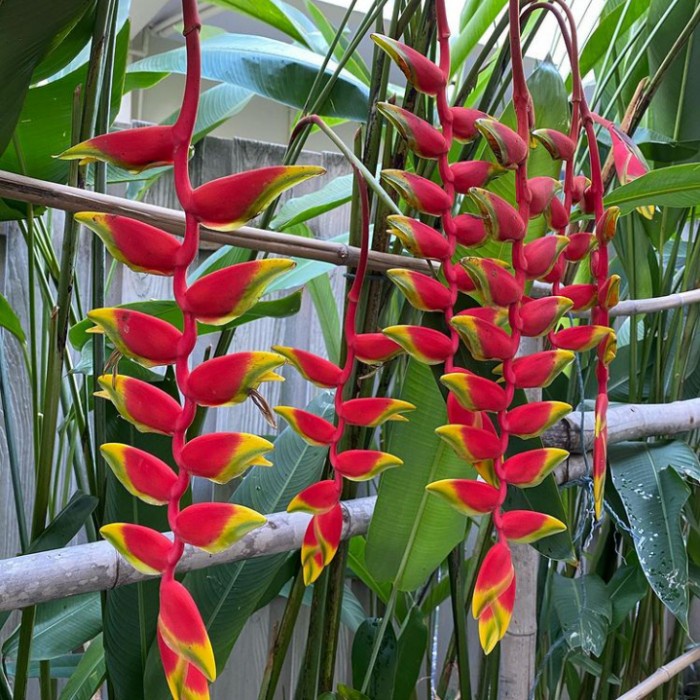 tanaman heliconia betet pisang bunga betet pohon pisang pisangan EE33