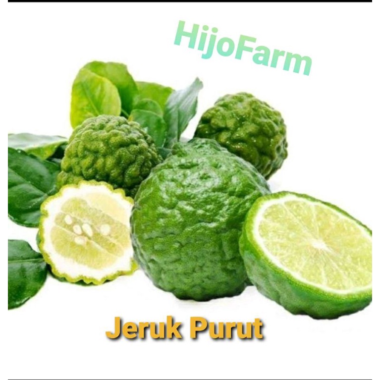 

Jeruk Purut Segar per Biji