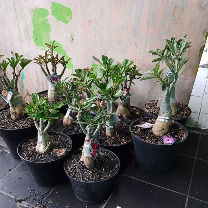 bonsai bunga adenium grafting