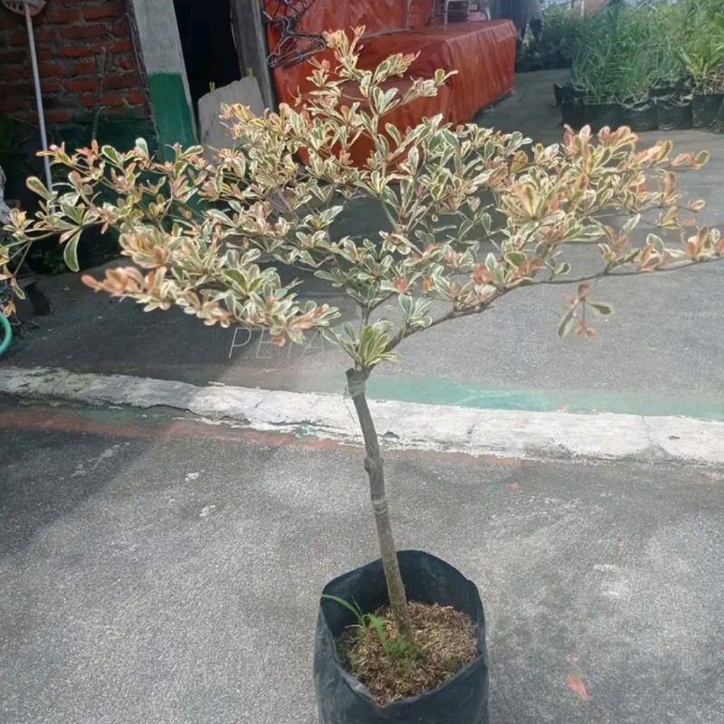 Tanaman Hias Ketapang Kencana Variegata - ketapang varigata
