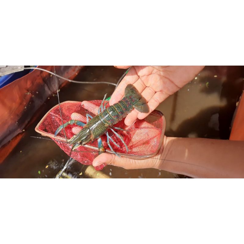 Lobster air tawar