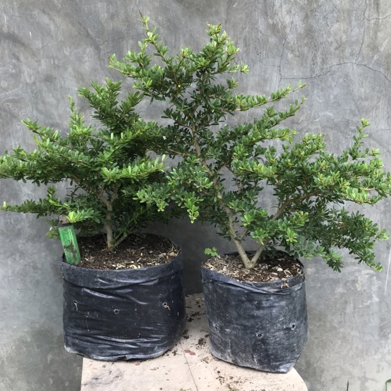saeng simbur super mikro vietnam bahan bonsai Real pict