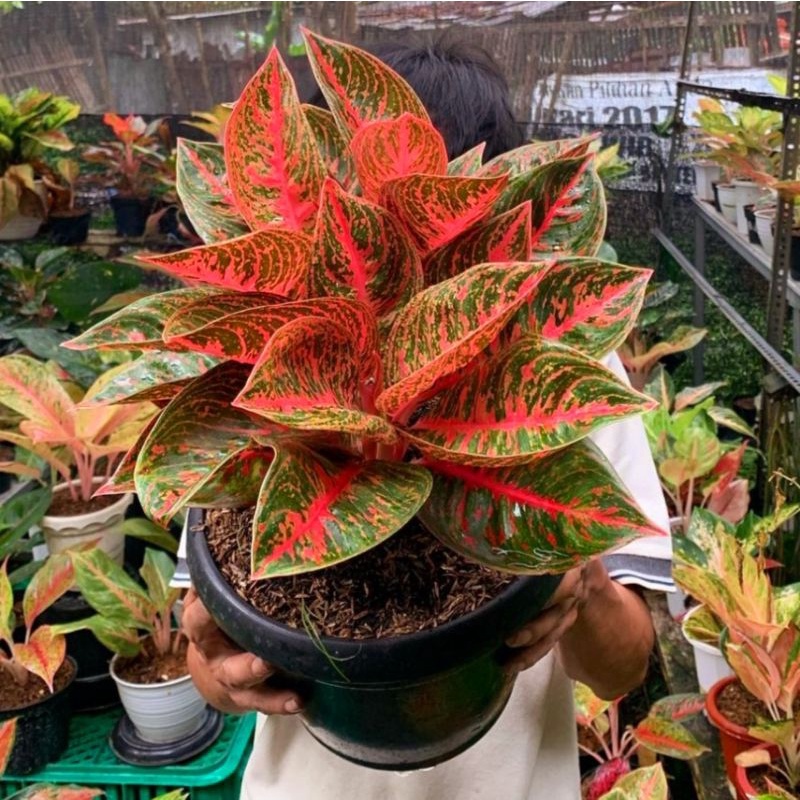 Aglonema reanita (Tanaman hias aglaonema reanita) - tanaman hias hidup - bunga hidup - bunga aglonem