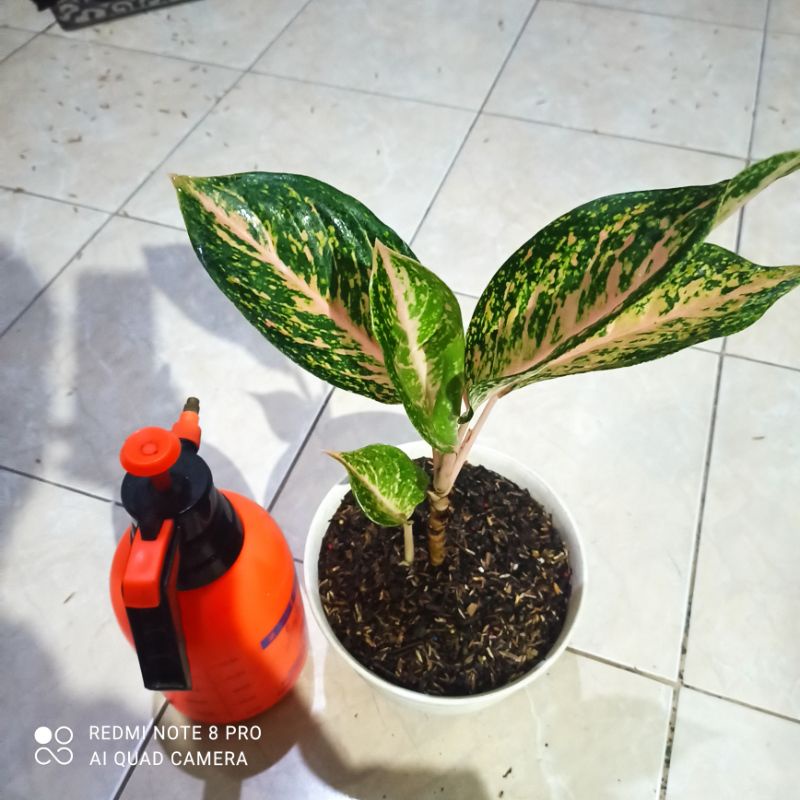 Aglonema Silver Bell